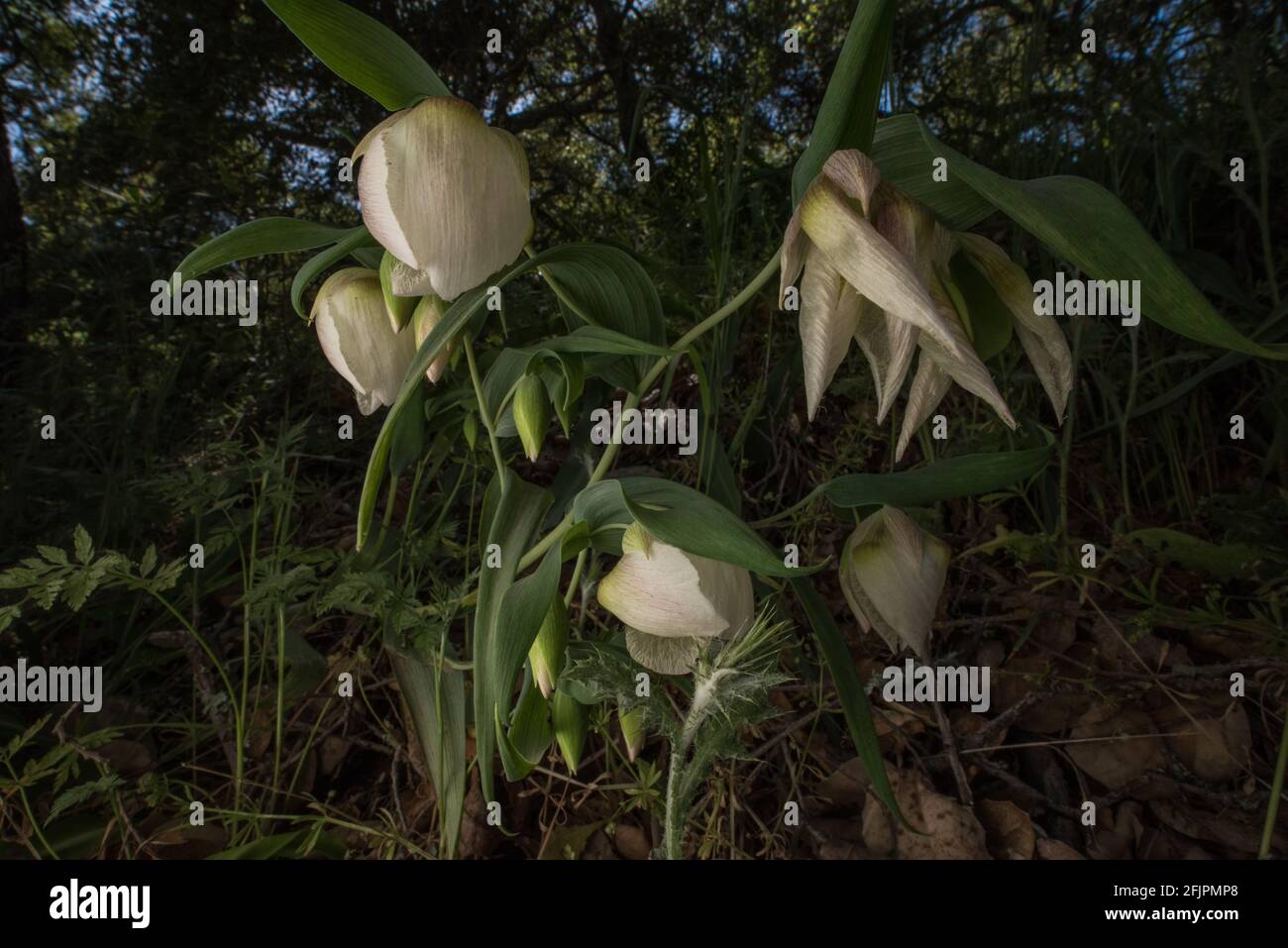 Lirios de globo blanco (Calochortus albus) Una flor silvestre endémica de  California floreciendo juntos en un bosque de California en la región de  East Bay Fotografía de stock - Alamy