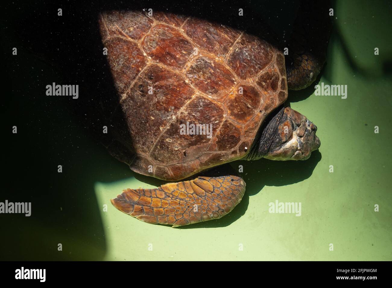 Herida de tortuga marina en la piscina del centro de rehabilitación Foto de stock