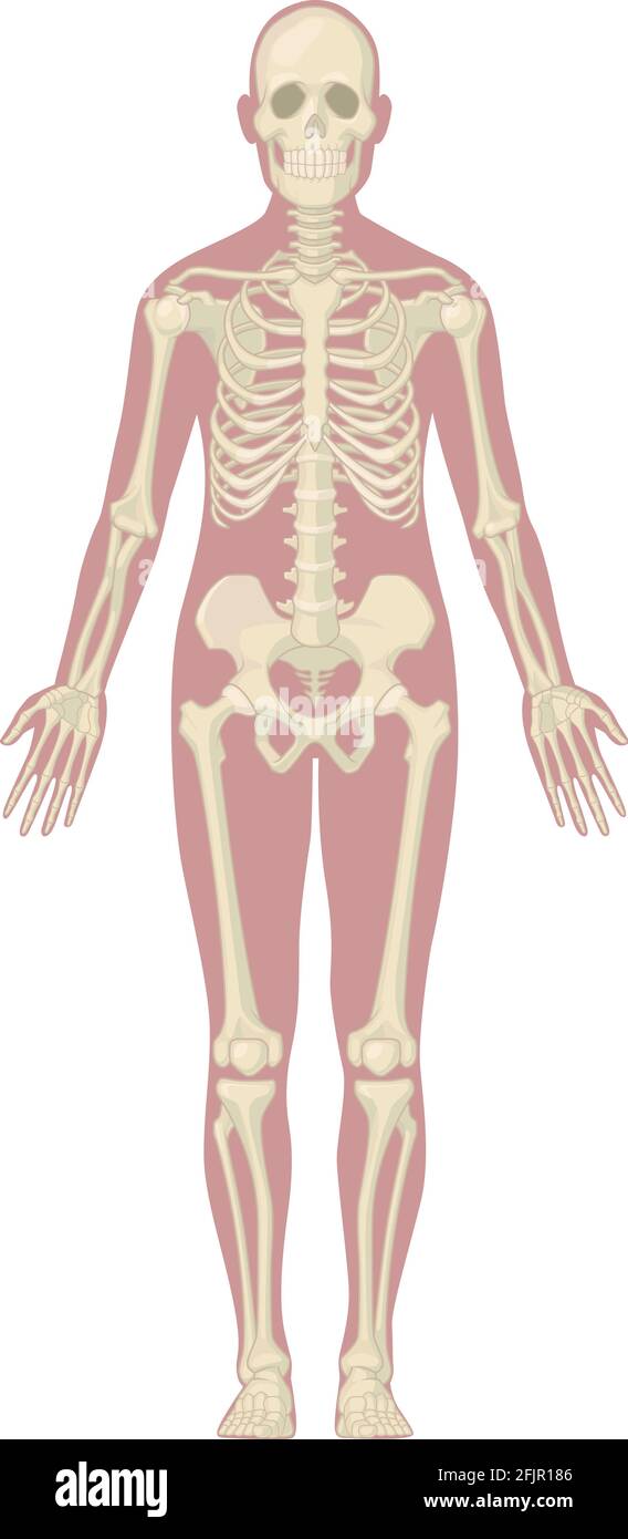Sistema esquelético humano Cuerpo huesos Diagrama de anatomía Vector Imagen  Vector de stock - Alamy