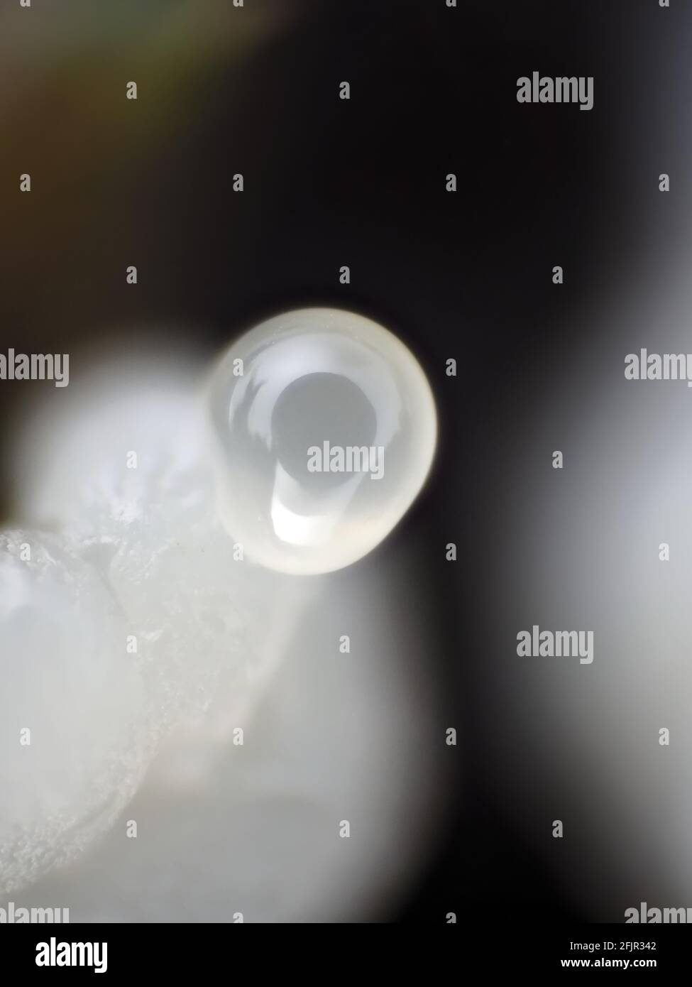 Molde Slime Bajo el microscopio, el archivo vertical de la visión es cerca de 1,2mm Foto de stock