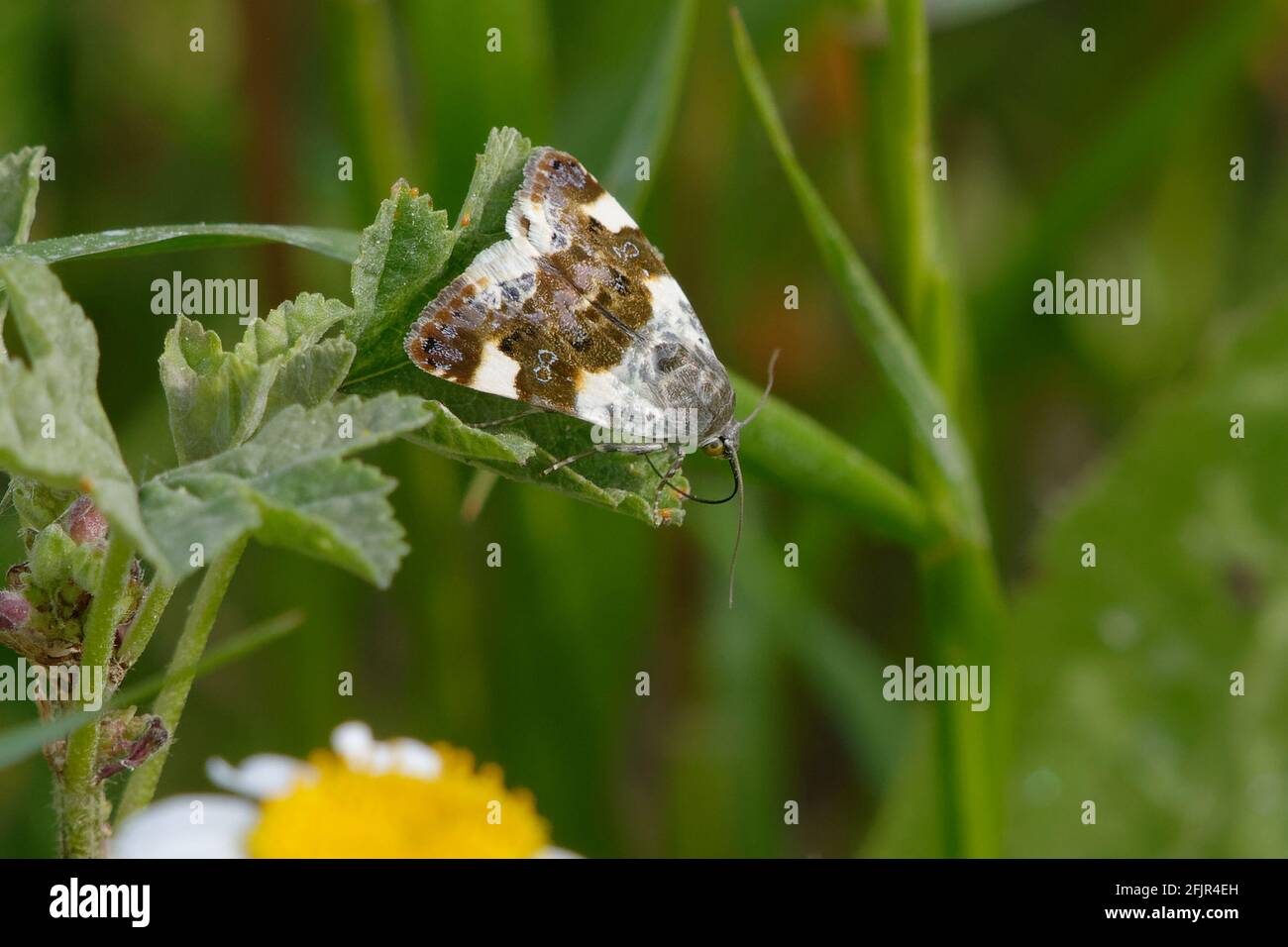 Palidece el hombro (Acontia lucida) en una hoja Foto de stock