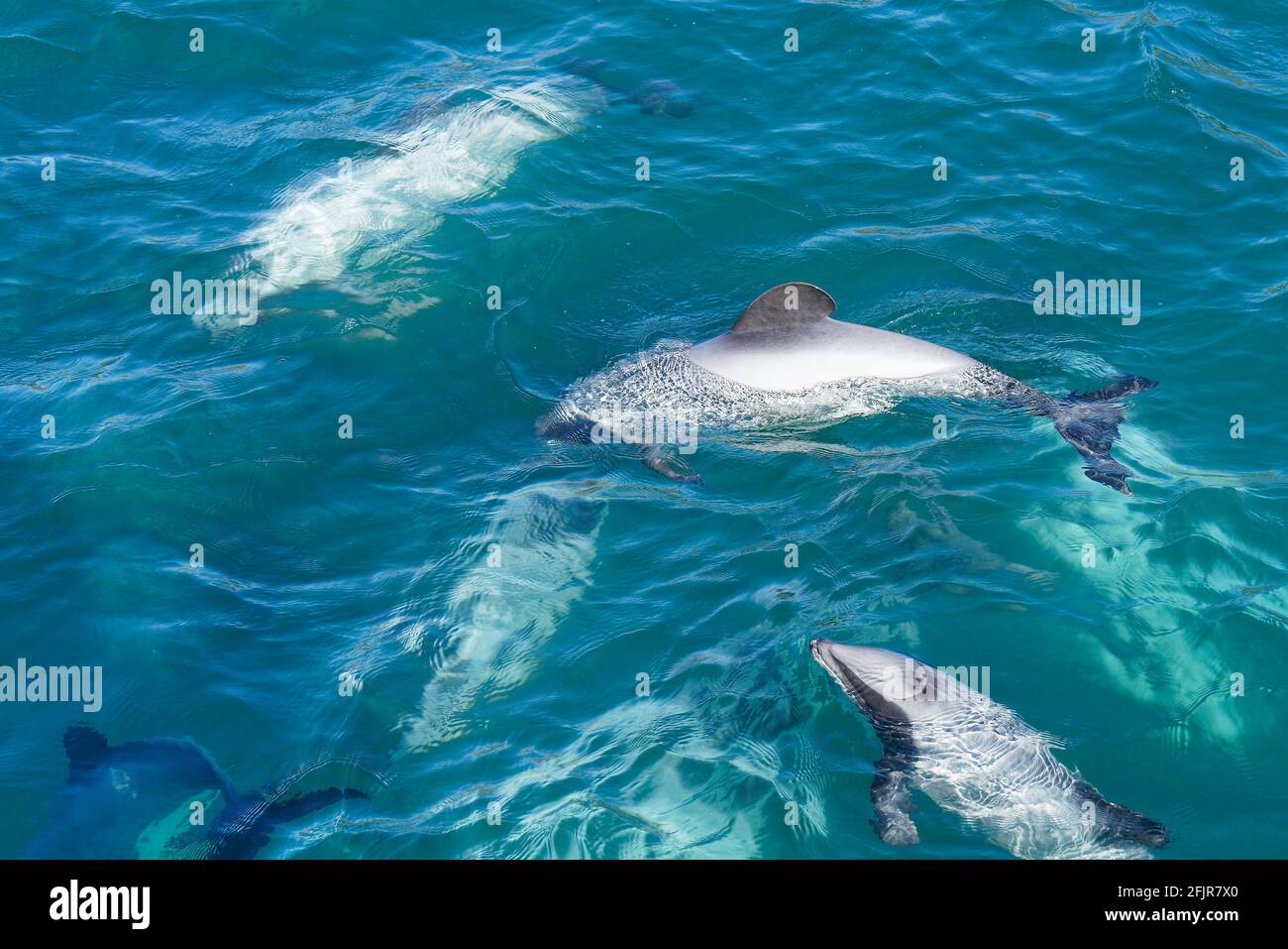 Una vaina de delfines Hectors, delfines en peligro de extinción, Nueva Zelanda. Cetáceo endémico de Nueva Zelanda. Foto de stock