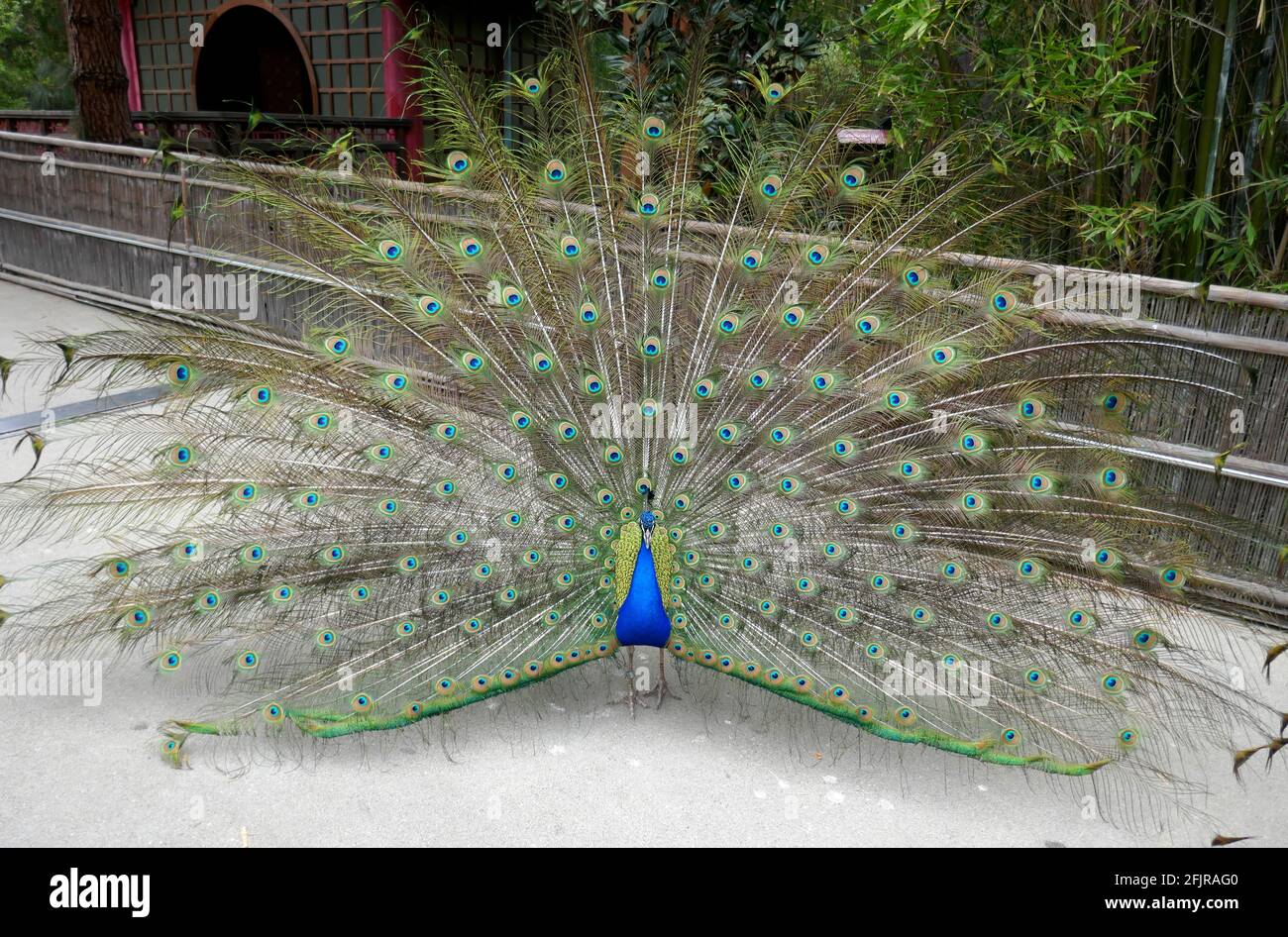 Los Ángeles, California, EE.UU. 22nd de abril de 2021 Una visión general de la atmósfera de Peacock que extiende plumas en el Día de la Tierra en el Zoo de Los Ángeles, Que cerró el 13 de marzo de 2020 al 26 de agosto de 2020 debido a una pandemia y luego cerró el 7 de diciembre de 2020 y reabrió el 16 de febrero de 2021 debido a la pandemia de coronavirus Covid-19, mostrada aquí el 22 de abril de 2021 en Los Angeles, California, Estados Unidos. Foto por Barry King/Alamy Foto de Stock Foto de stock