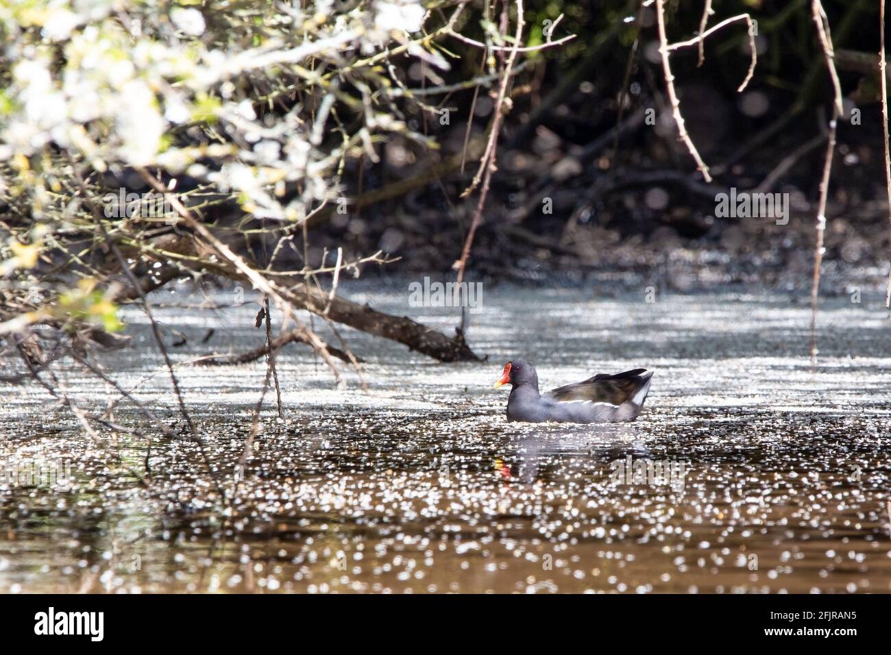 Un moorhen nadando en un río rodeado de flores que ha caído de los árboles circundantes Foto de stock