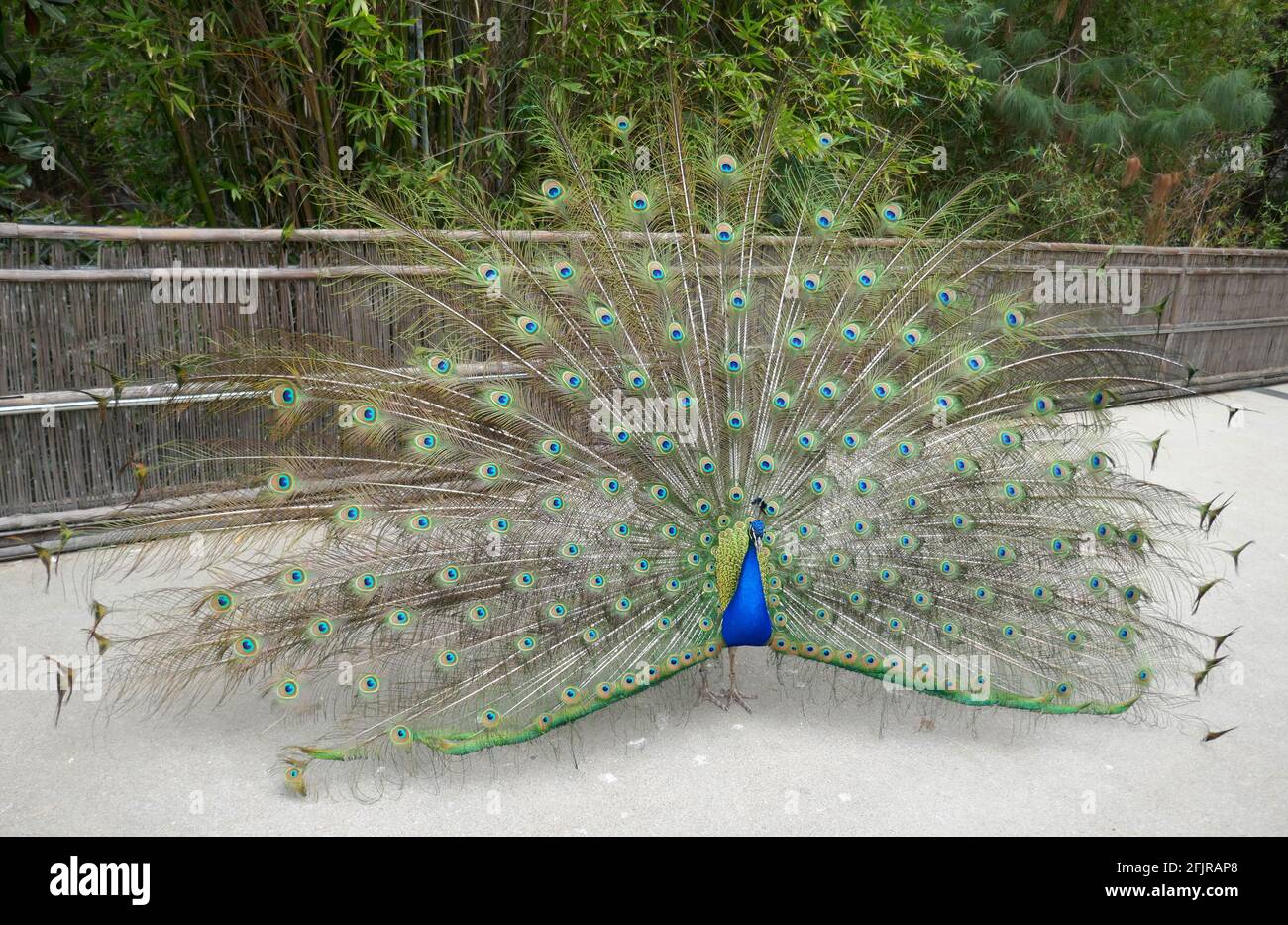 Los Ángeles, California, EE.UU. 22nd de abril de 2021 Una visión general de la atmósfera de Peacock que extiende plumas en el Día de la Tierra en el Zoo de Los Ángeles, Que cerró el 13 de marzo de 2020 al 26 de agosto de 2020 debido a una pandemia y luego cerró el 7 de diciembre de 2020 y reabrió el 16 de febrero de 2021 debido a la pandemia de coronavirus Covid-19, mostrada aquí el 22 de abril de 2021 en Los Angeles, California, Estados Unidos. Foto por Barry King/Alamy Foto de Stock Foto de stock