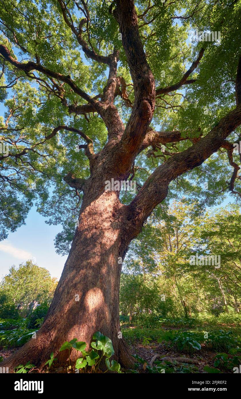 La vista del antiguo árbol del alcanfor (Cinnamomum camphora) en el