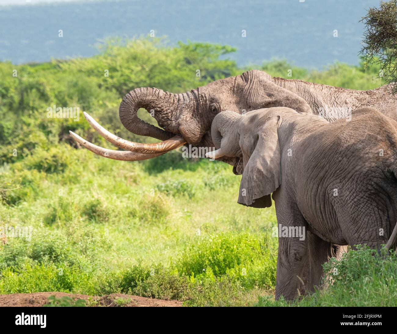 Los elefantes africanos (Loxodonta) beben agua y se bañan en un pequeño estanque en el parque nacional amboseli, Kenia, en un día soleado y con luz natural Foto de stock