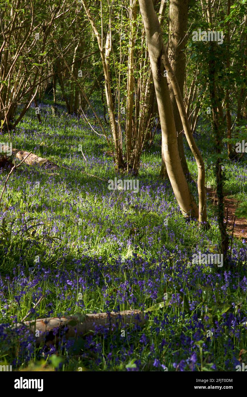 Las campánulas azules en inglés woodland Foto de stock