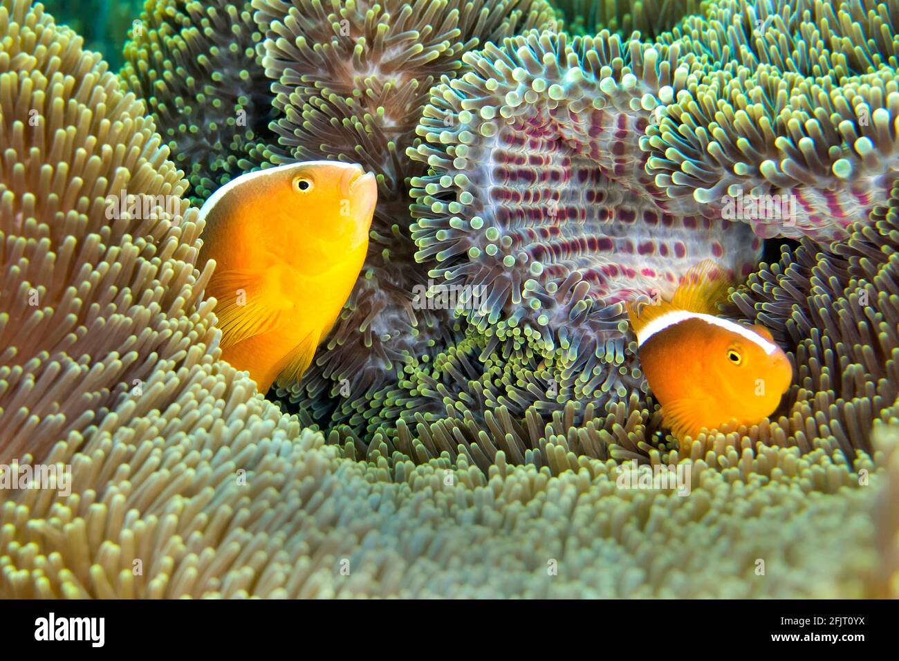 Pez Clownfish, anémona de Anfiprion, anémona de mar magnífico, anémona de Ritteri, anémona de Heteractis magnifica, Lembeh, Sulawesi del Norte, Indonesia, AS Foto de stock