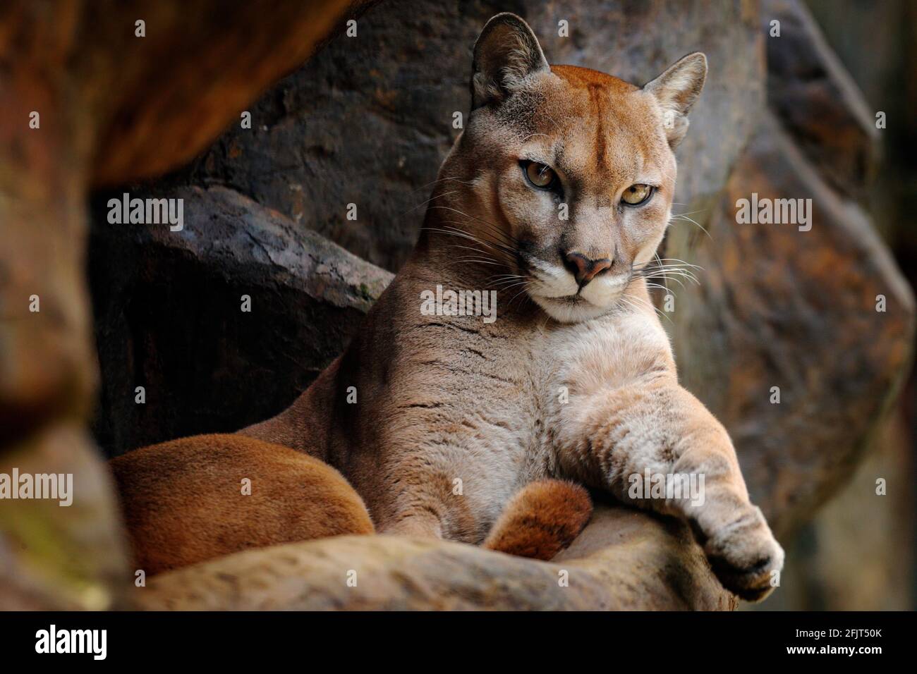 Gato grande salvaje Cougar, Puma concolor, retrato oculto de animal  peligroso con piedra, Estados Unidos. La escena de la vida silvestre de la  naturaleza. León de montaña en hábitat de roca Fotografía