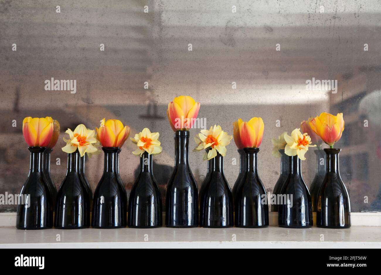 Tulipanes y narcisos en botellas de vinagre balsámico de Lidl Foto de stock