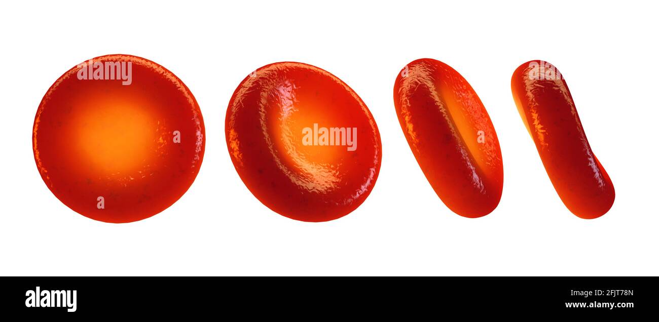 Glóbulos rojos vistos desde diferentes ángulos aislados sobre blanco. Las células sanguíneas (eritrocitos) suministran oxígeno a todos los tejidos corporales. Foto de stock