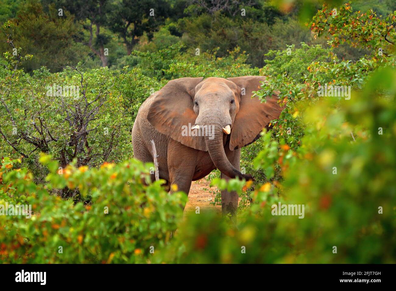 Elefante caminando en el bosque verde. Enorme mamífero en hábitat natural,  vegetación, con árboles en el fondo, Botswana, África. Vida salvaje escena  de n Fotografía de stock - Alamy