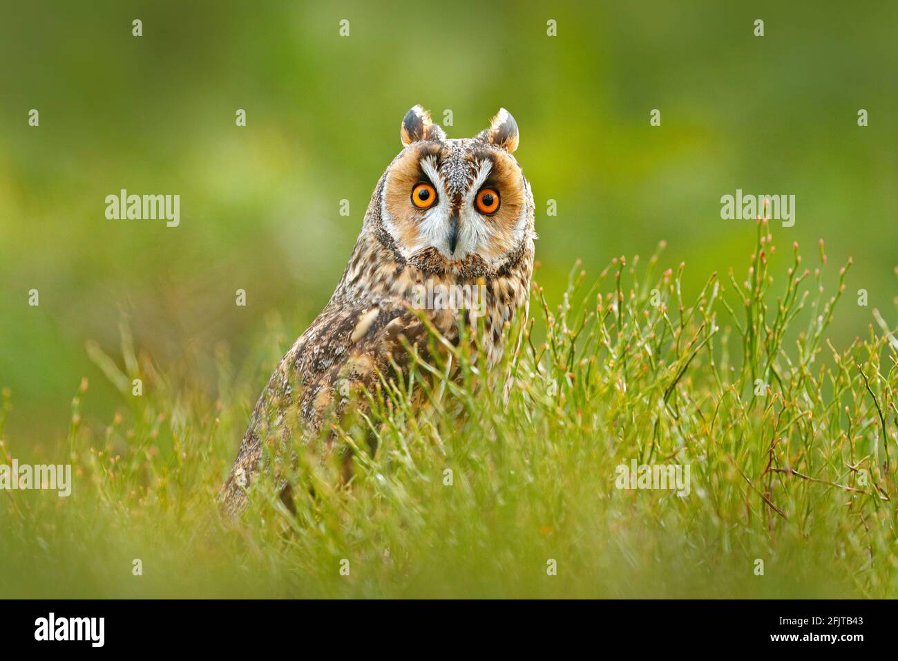 Búho en la naturaleza. ASIO otus, Búho de arce largo sentado en vegetación verde en el bosque de alerce caído durante el día oscuro. Vida silvestre escena de la naturaleza habita Foto de stock