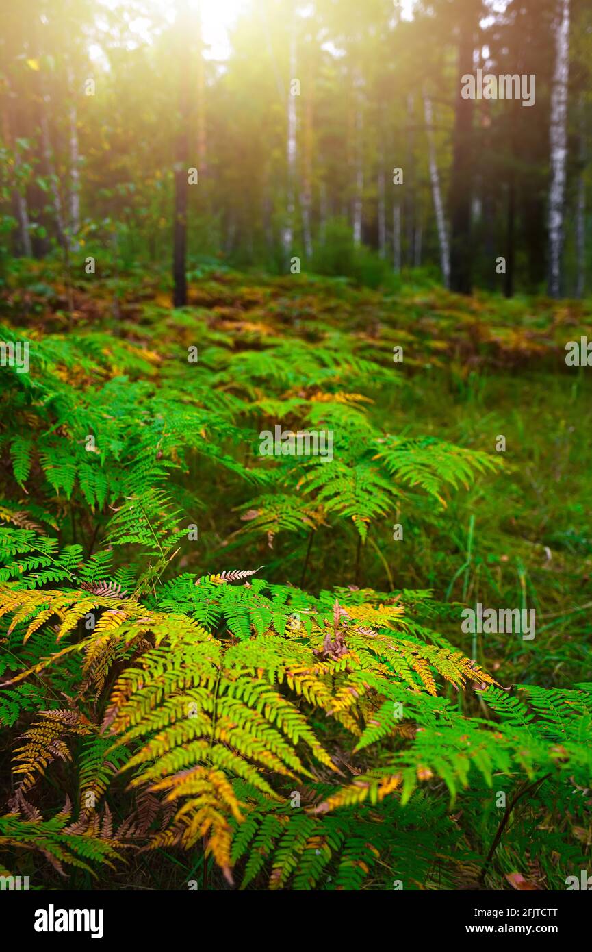 Matorrales de helechos en el bosque de otoño al amanecer. Sol deslumbrar a través de los árboles en el bosque. Estado de ánimo tranquilo en la naturaleza. Foto de stock