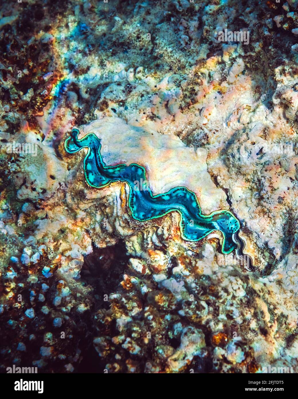 Almeja gigante acanalado en el arrecife de coral tropical Foto de stock