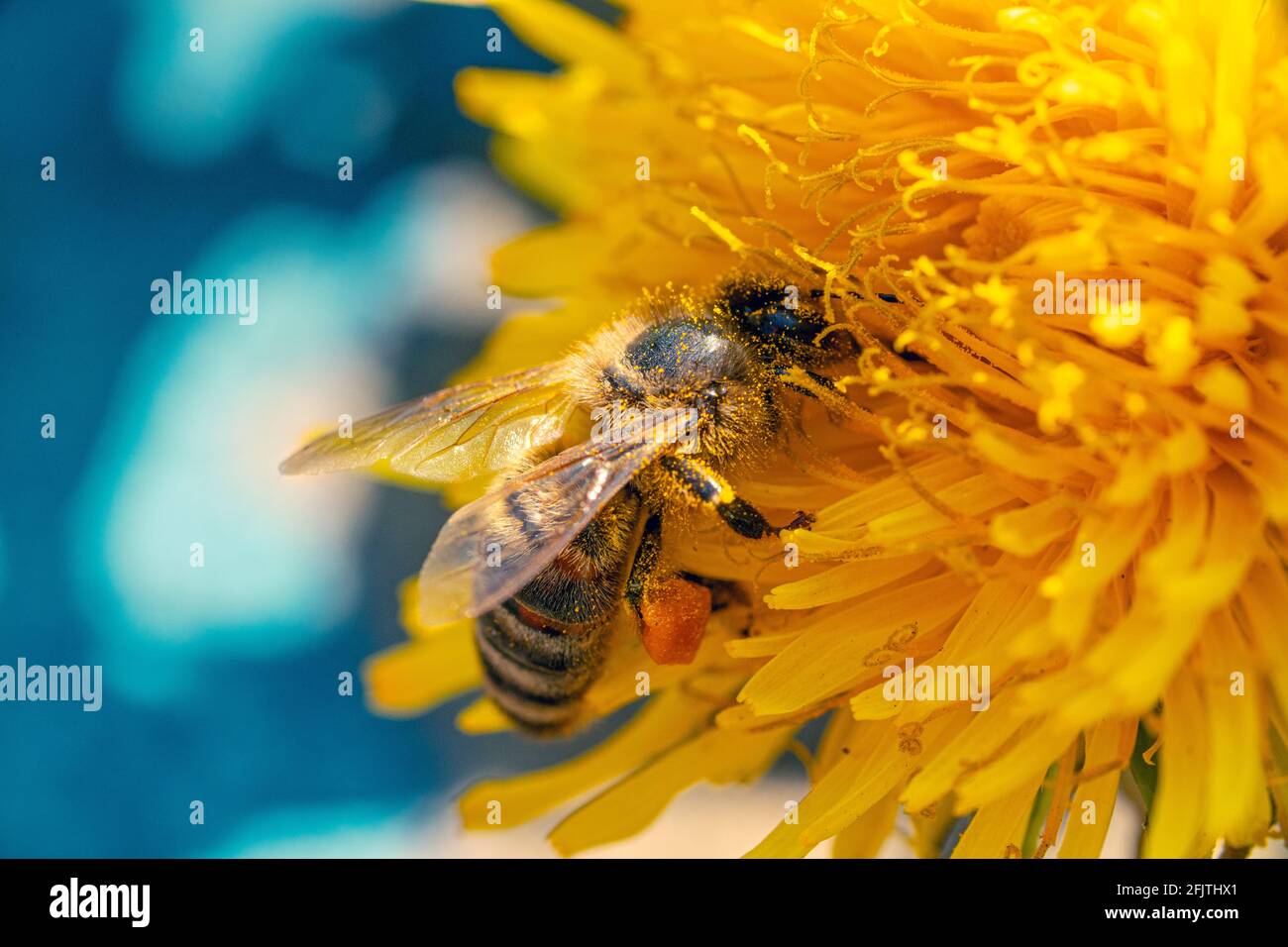 Una abeja de miel cubierta de polen con una cesta de polen en su pierna forrajeando en una flor de diente de león amarilla con fondo azul Foto de stock