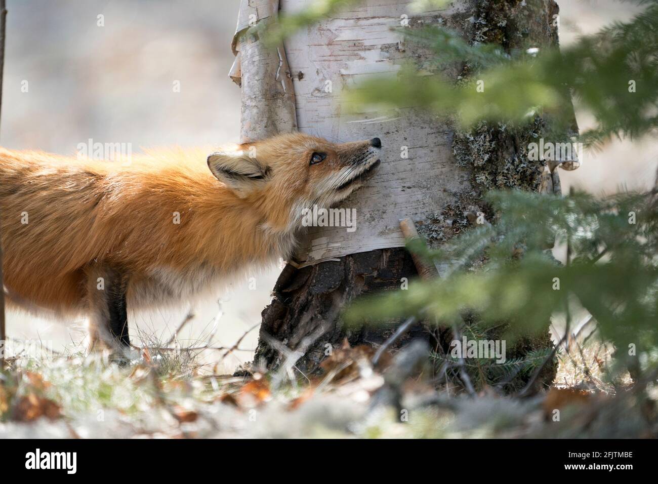 Vista de primer plano de la cabeza del zorro rojo en la temporada de primavera que abarca un árbol de abedul en su entorno y hábitat con un fondo borroso. Imagen de Fox. Foto de stock