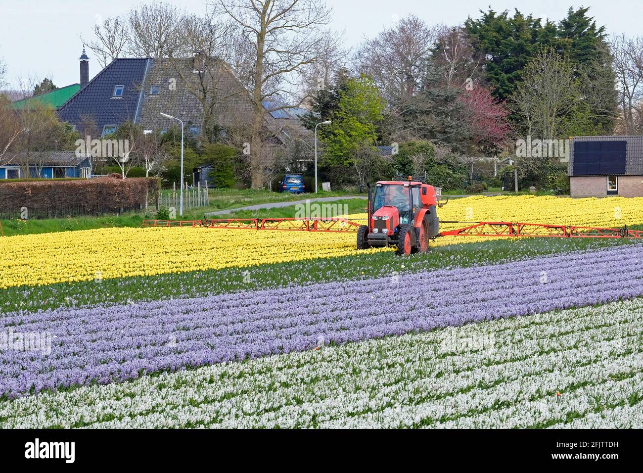 Tractor rociando sobre coloridos tulipanes e hiacintos en el campo holandés de tulipanes en primavera cerca de Alkmaar, Holanda del Norte / Noord-Holland, Países Bajos Foto de stock