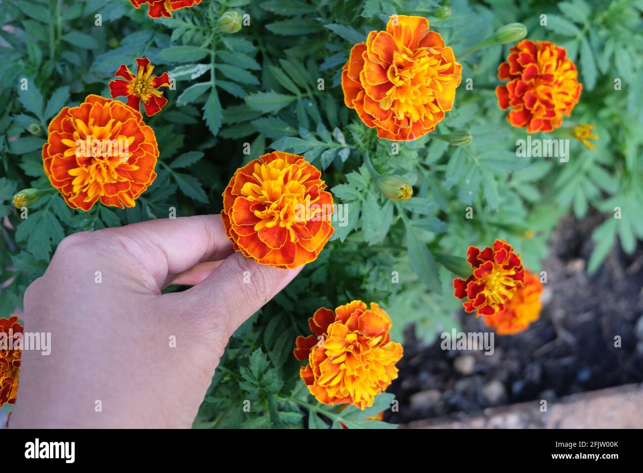 Flor de hierbas y plantas, jardinero Holding and Tomando cuidado Calendula  naranja o flores de Marigold en un jardín. Se utiliza para productos  herbarios y cosméticos Fotografía de stock - Alamy