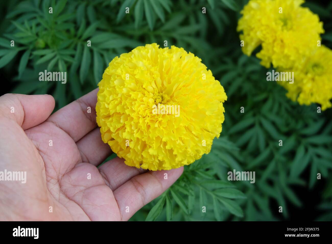 Cuidado de la caléndula fotografías e imágenes de alta resolución - Página  3 - Alamy