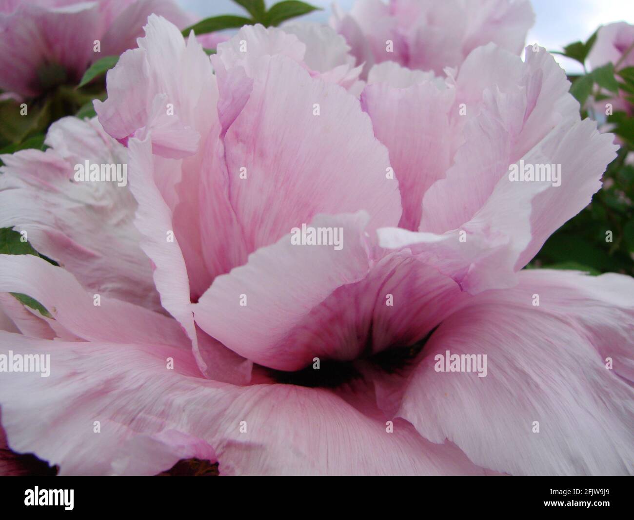 Flor rosada de la peonía, Paeonia suffruticosa, en el jardín . símbolo  importante en la cultura china. Flor nacional para China Fotografía de  stock - Alamy