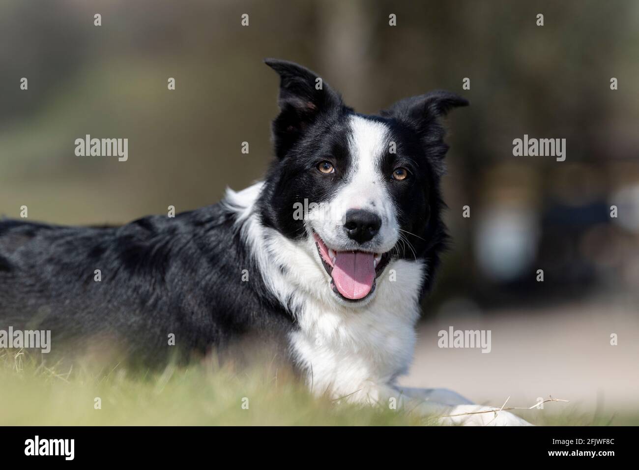 Joven perro pastor de colis de la frontera apenas comenzando a trabajar. North Yorkshire, Reino Unido. Foto de stock