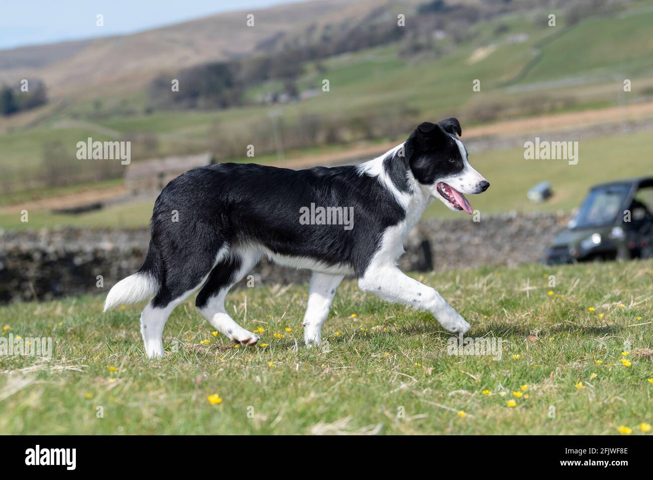 Joven perro pastor de colis de la frontera apenas comenzando a trabajar. North Yorkshire, Reino Unido. Foto de stock
