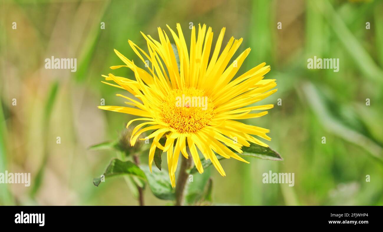 Amarillo flor salvaje elecampane. Primer plano de la cabeza de la flor. Planta medicinal Fotografía de stock - Alamy Amarillo flor salvaje elecampane. Primer plano de la cabeza de la flor. Planta medicinal Fotografía de stock - Alamy