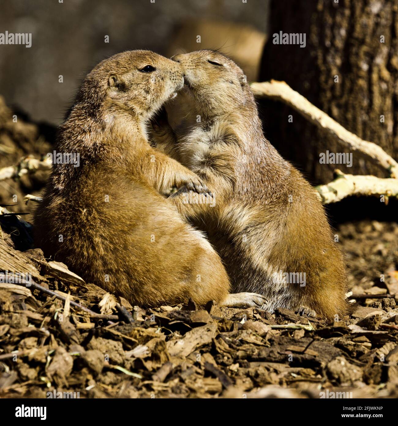 Perros de las Praderas de Cola Negra (Cynomys ludovicianus) en el