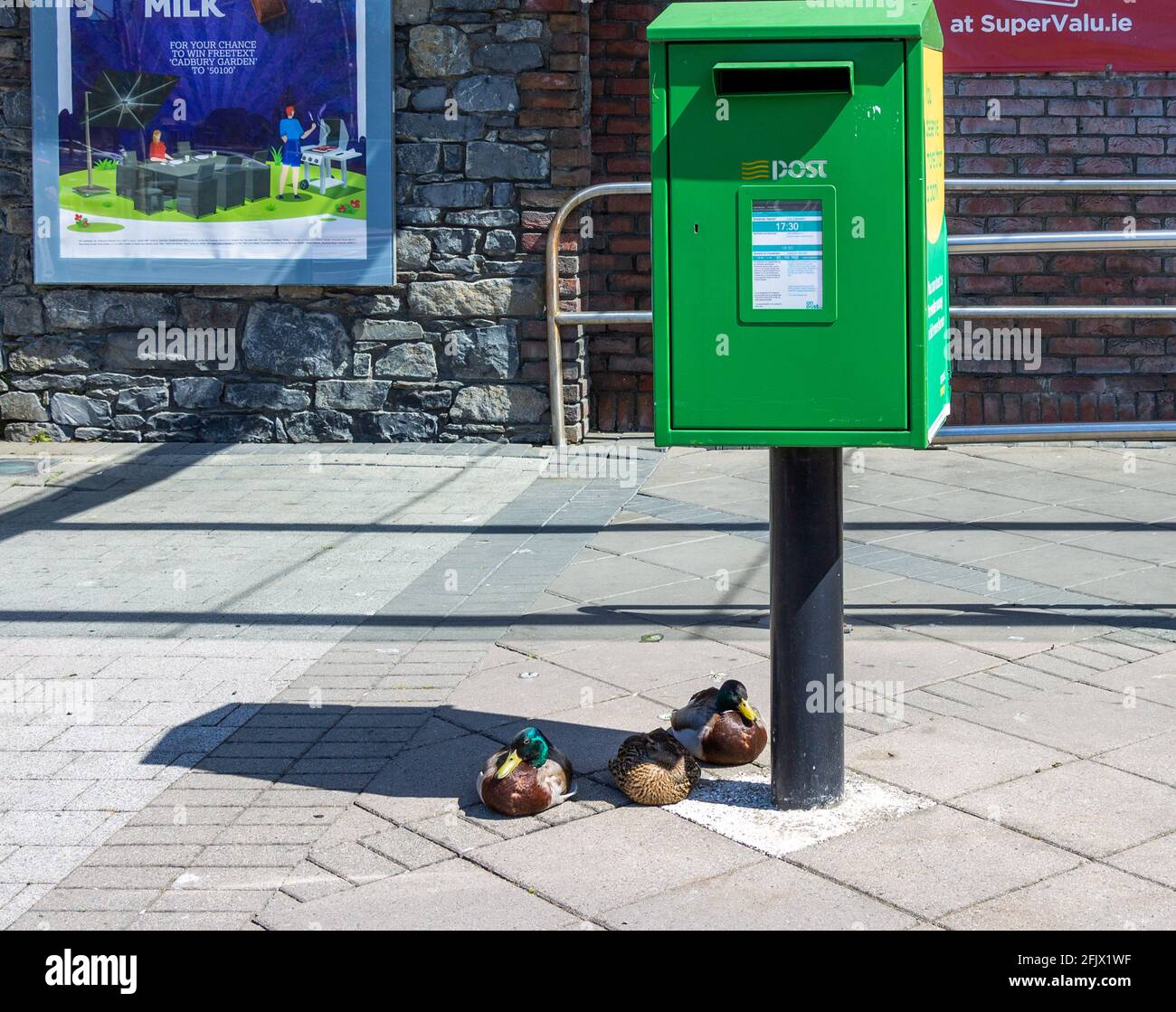 Adulto Mallard Ducks Anas platyrhynchos descansando debajo de la casilla de correo de carta Foto de stock