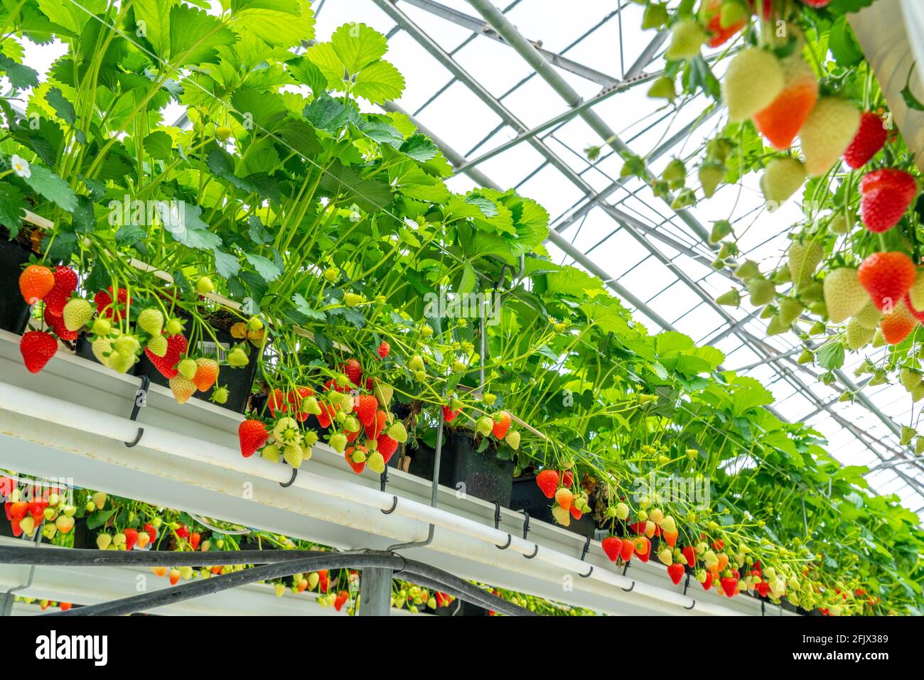 Erdbeeranbau im Gewächshaus, Erdbeerpflanzen mit Beeren in unterschiedlichen Reifegraden, werden durch Tröpfchenbewässerung einzeln bewässert und mit Foto de stock