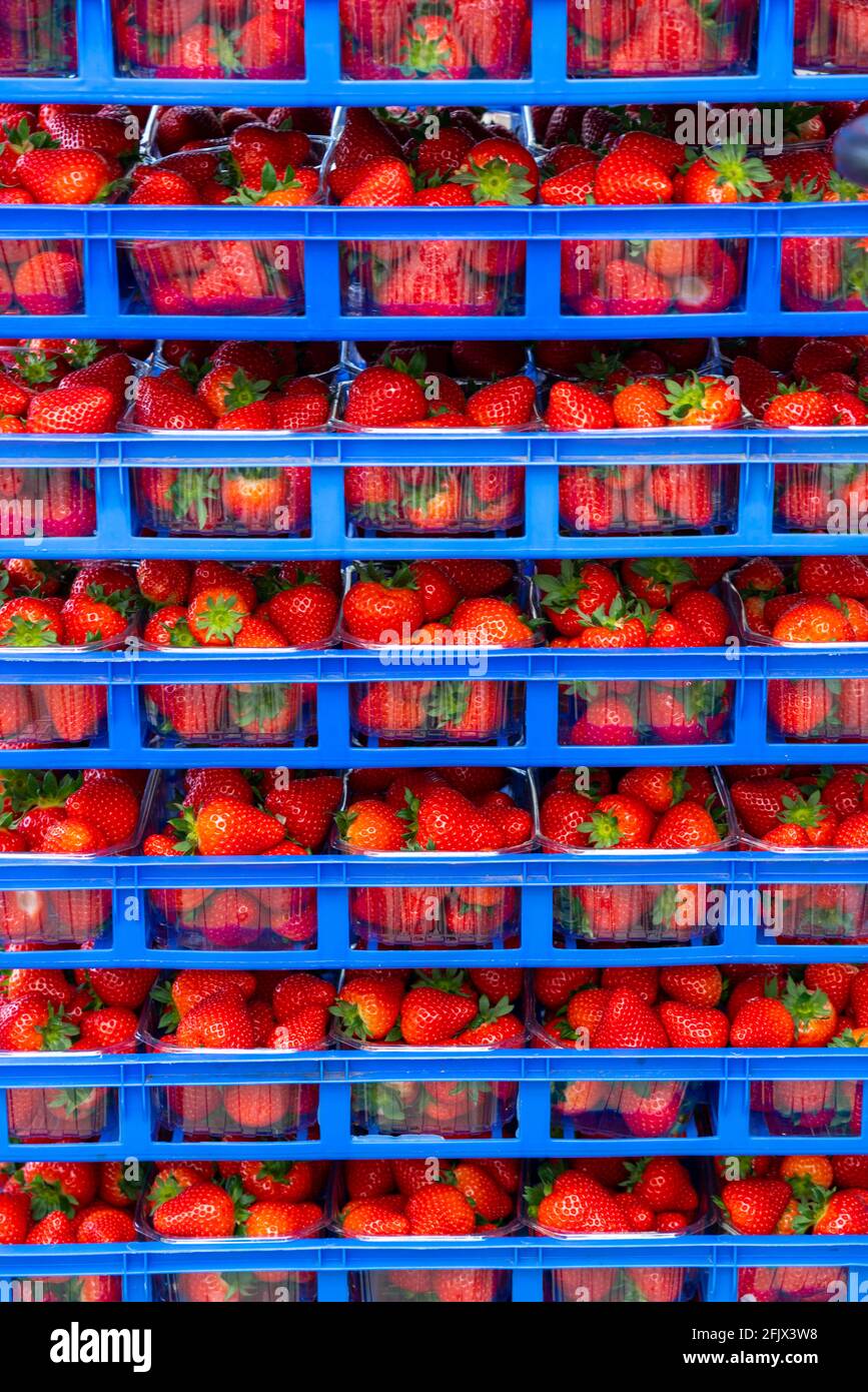 Frisch geerntete Erdbeeren, verpackt in Schachteln und Kästen für den Verbraucher, Erdbeeranbau im Gewächshaus, junge Erdbeerpflanzen wachsen heran, Foto de stock