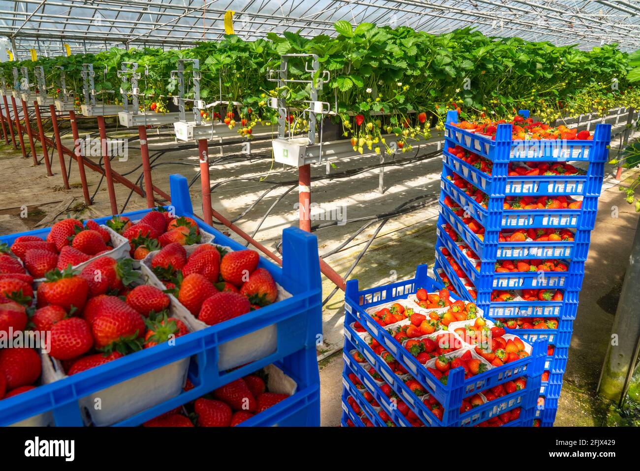 Frisch geerntete Erdbeeren, verpackt in Schachteln und Kästen für den Verbraucher, Erdbeeranbau im Gewächshaus, junge Erdbeerpflanzen wachsen heran, Foto de stock