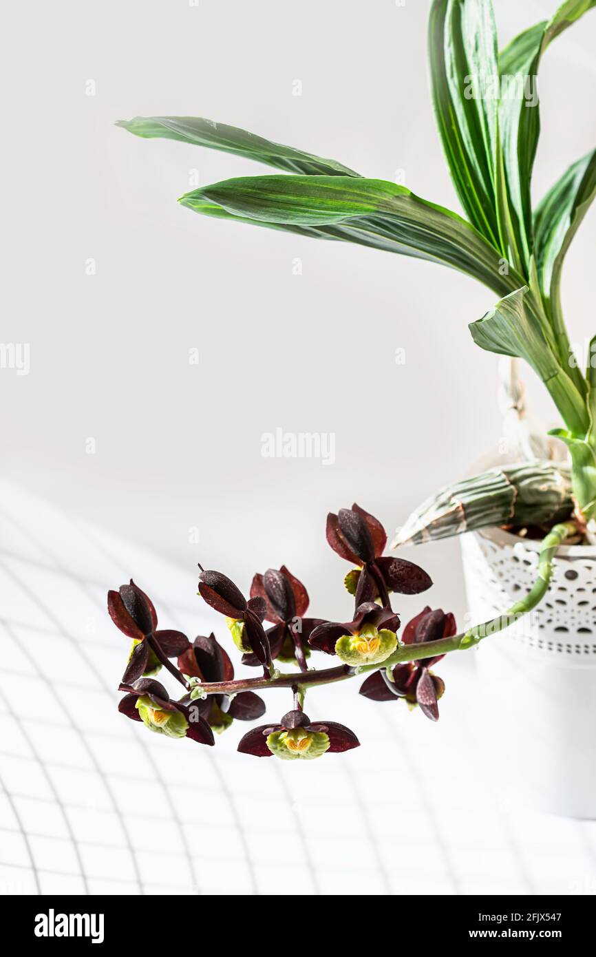 Orquídea. Catasetum híbrido sobre fondo blanco. Catasetum tenebrosum. Una  foto de un impresionante híbrido de orquídeas casi negras. Enfoque  selectivo Fotografía de stock - Alamy