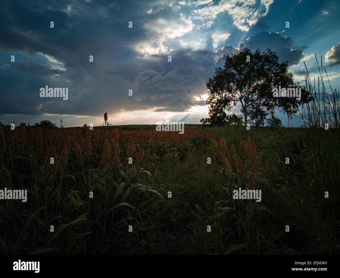 El trigo se cosecha en una puesta de sol nublada Foto de stock