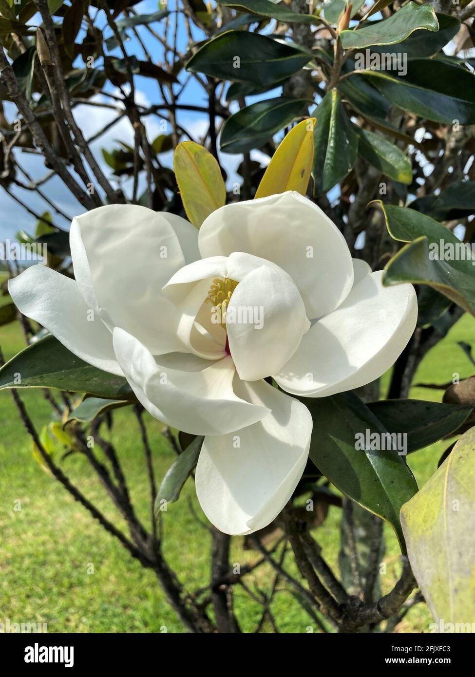 Flor de magnolia meridional también conocida como laurel grande o magnolia  perenne. Completamente florecido Fotografía de stock - Alamy