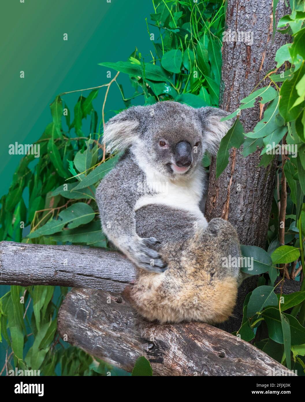Un koala (Phascolarctos cinereus) Es un marsupial herbívoro icónico nativo de Australia Foto de stock