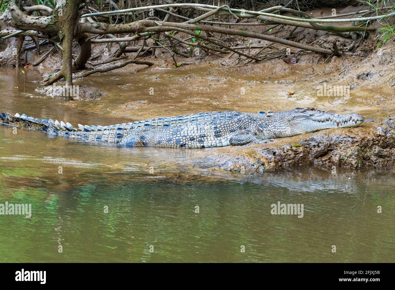 Una mujer adulta de cocodrilo de agua salada (Crocodylus porosus) tomando sol en la orilla del río, el río Daintree, el Parque Nacional Daintree, en el extremo norte de Queensland Foto de stock
