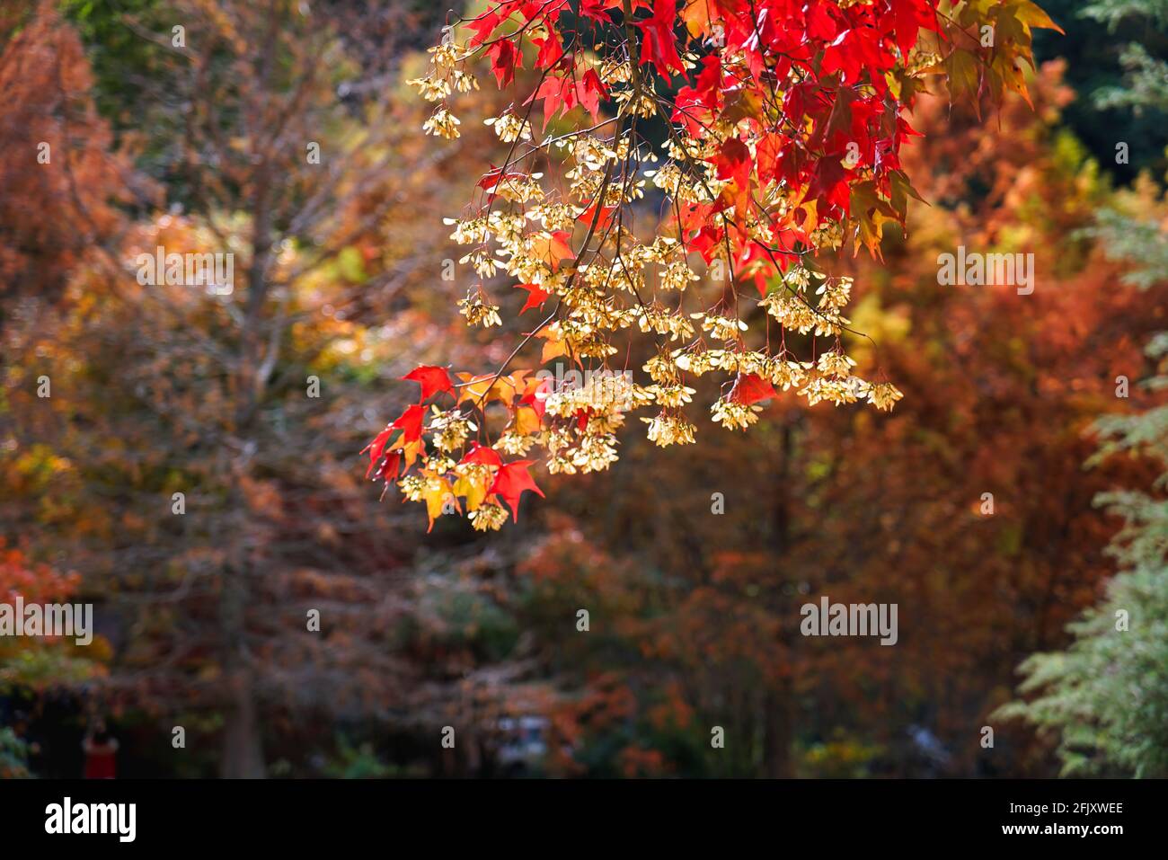 Las hermosas hojas rojas del arce, hojas de arce en color otoñal. Varias especies de plantas y paisajes naturales. Granja Wuling en invierno, Taiwán. Foto de stock