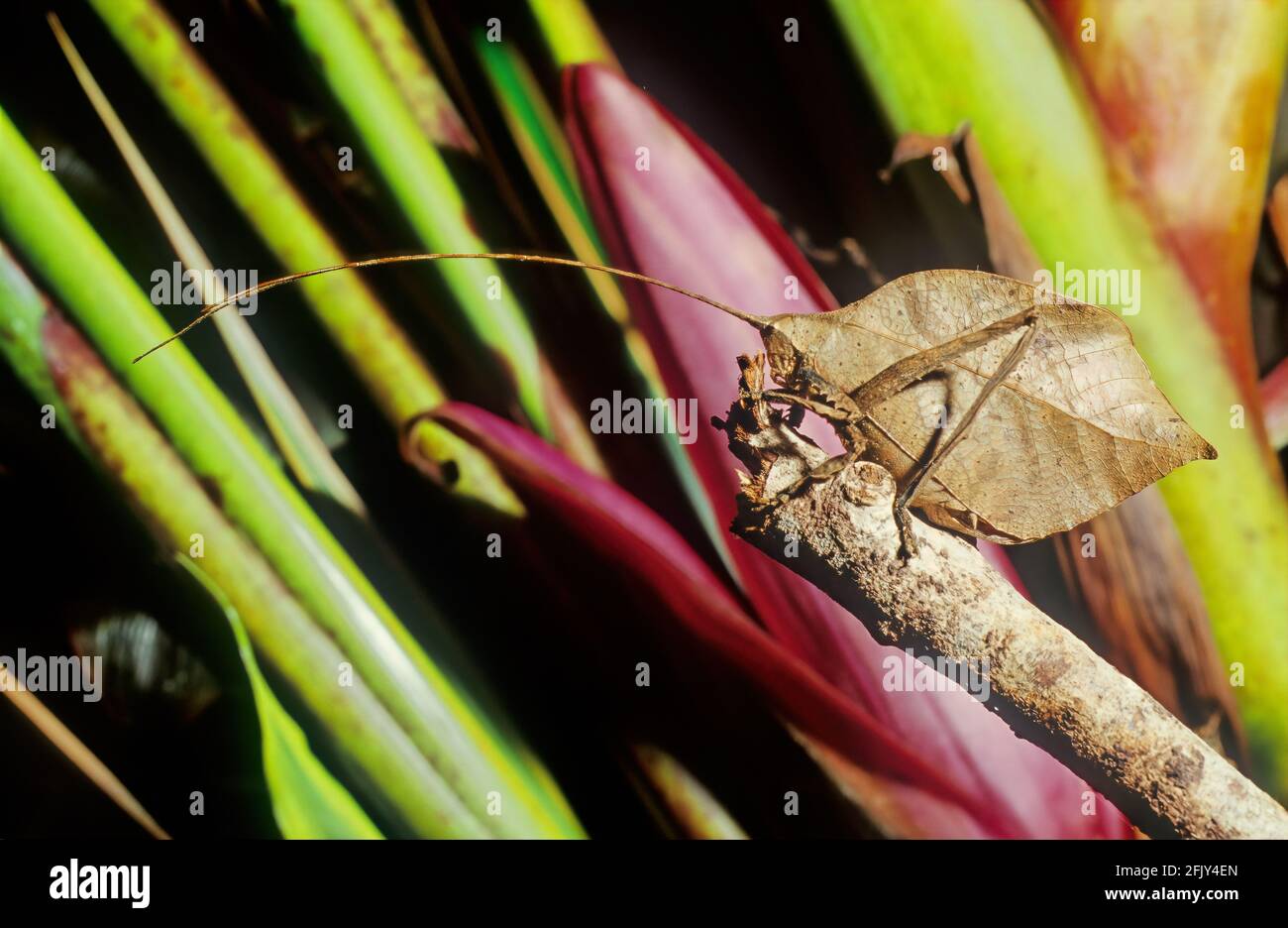 Hoja Katydid (Typophyllum erosum) imitando hoja marrón muerta Costa Rica Foto de stock