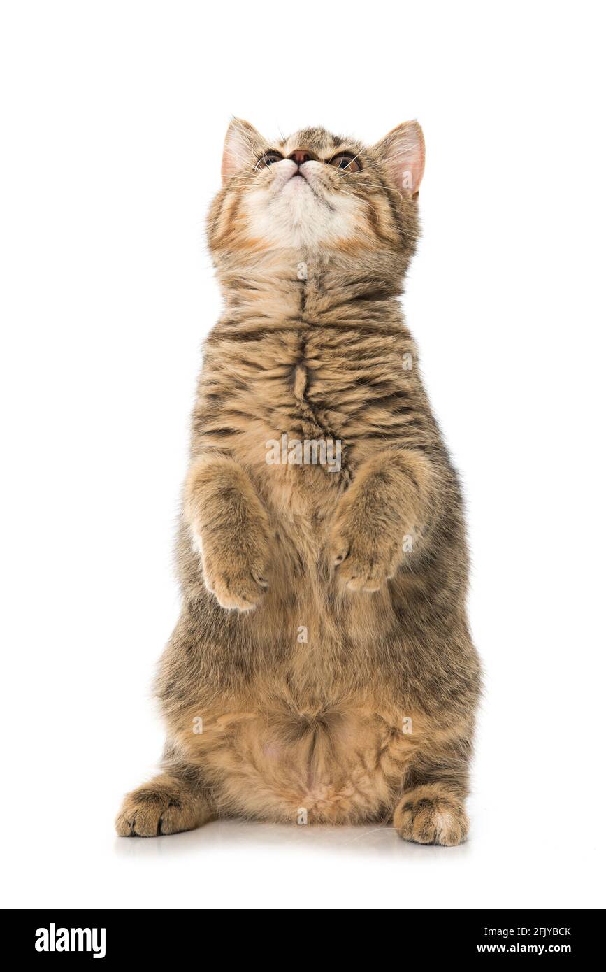 Gatito en las patas traseras mirando hacia arriba Fotografía de stock -  Alamy