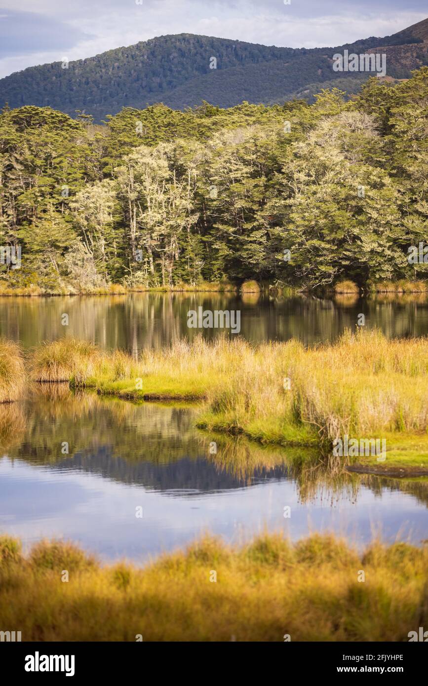 Haya árboles y humedales, Mavora Lakes Park, cerca de Mossburn, Southland, Nueva Zelanda Foto de stock