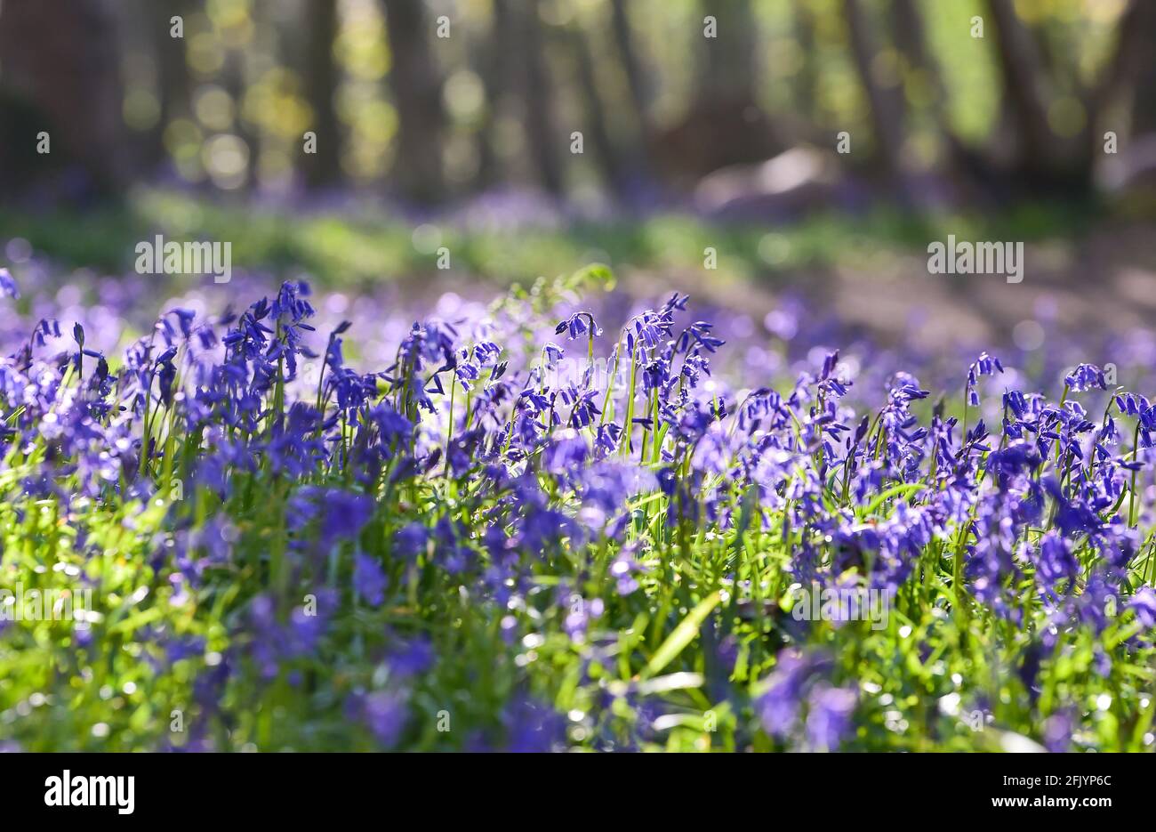 Brighton Reino Unido 27th de abril de 2021 - Una alfombra de bluebells en la mañana temprana del sol de primavera en Stanmer Park Great Wood , Brighton , Sussex : Credit Simon Dack / Alamy Live News Foto de stock