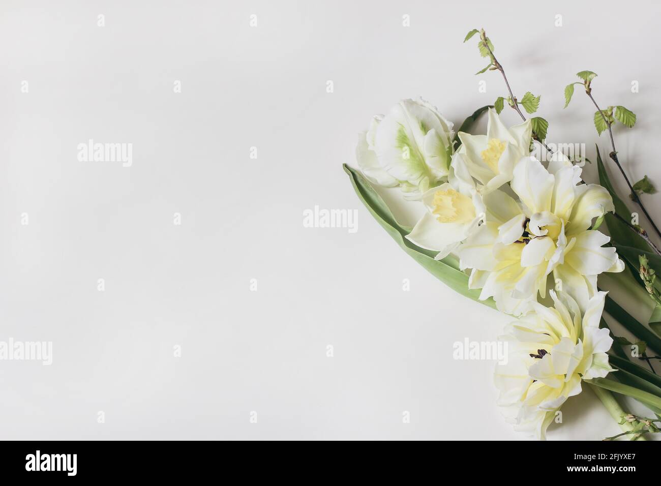 Composición femenina de marco floral. Tela de bandera decorativa hecha de tulipanes blancos y amarillos hermosos. Narcisos flores con ramas de abedul. Blanco Foto de stock