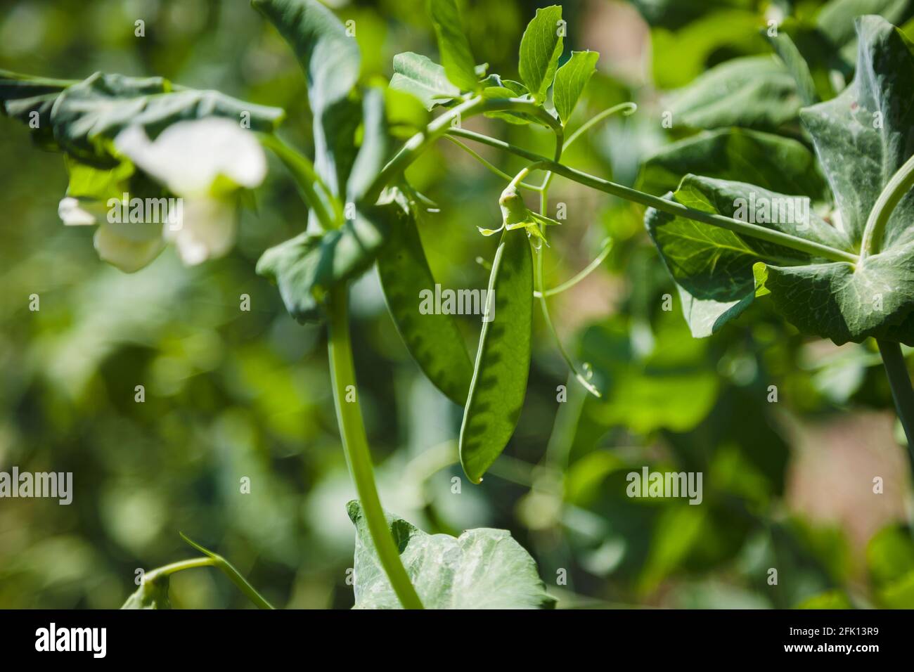 Vaina de guisante retroiluminada Fotos e Imágenes de stock Alamy