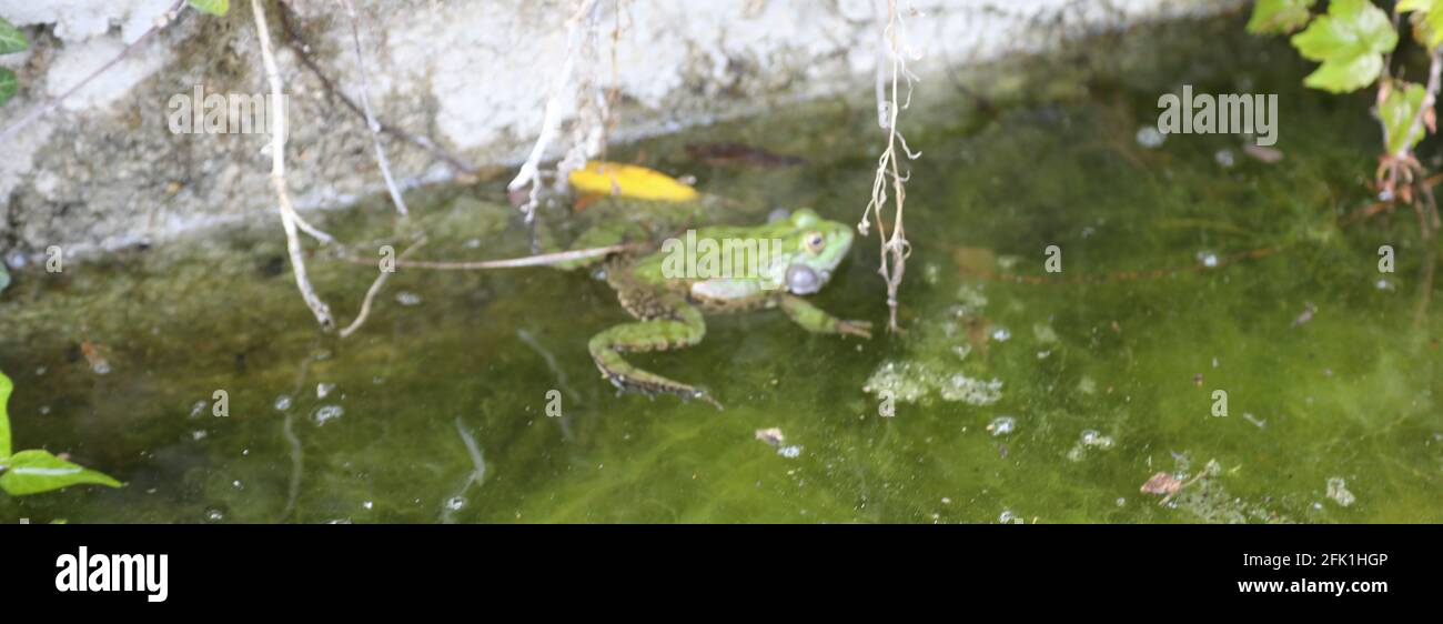 Rana verde, escondida bajo el agua, esperando pacientemente Foto de stock