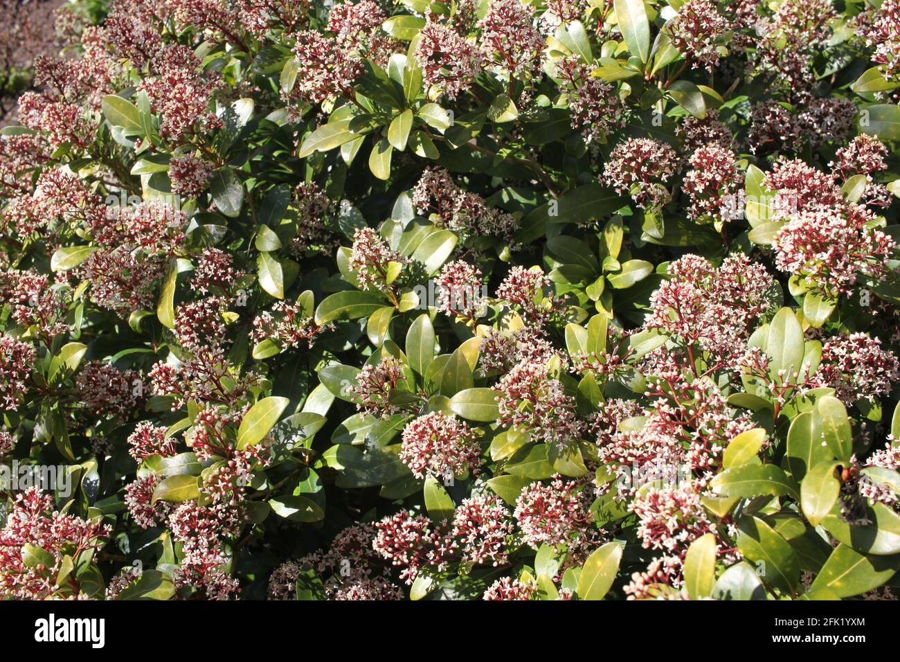 El jardinero de primavera. Setos, arbustos en flor, arbustos bonitos y setos florecientes. Paseos en primavera, vida rural y vida rural, Escocia. Foto de stock