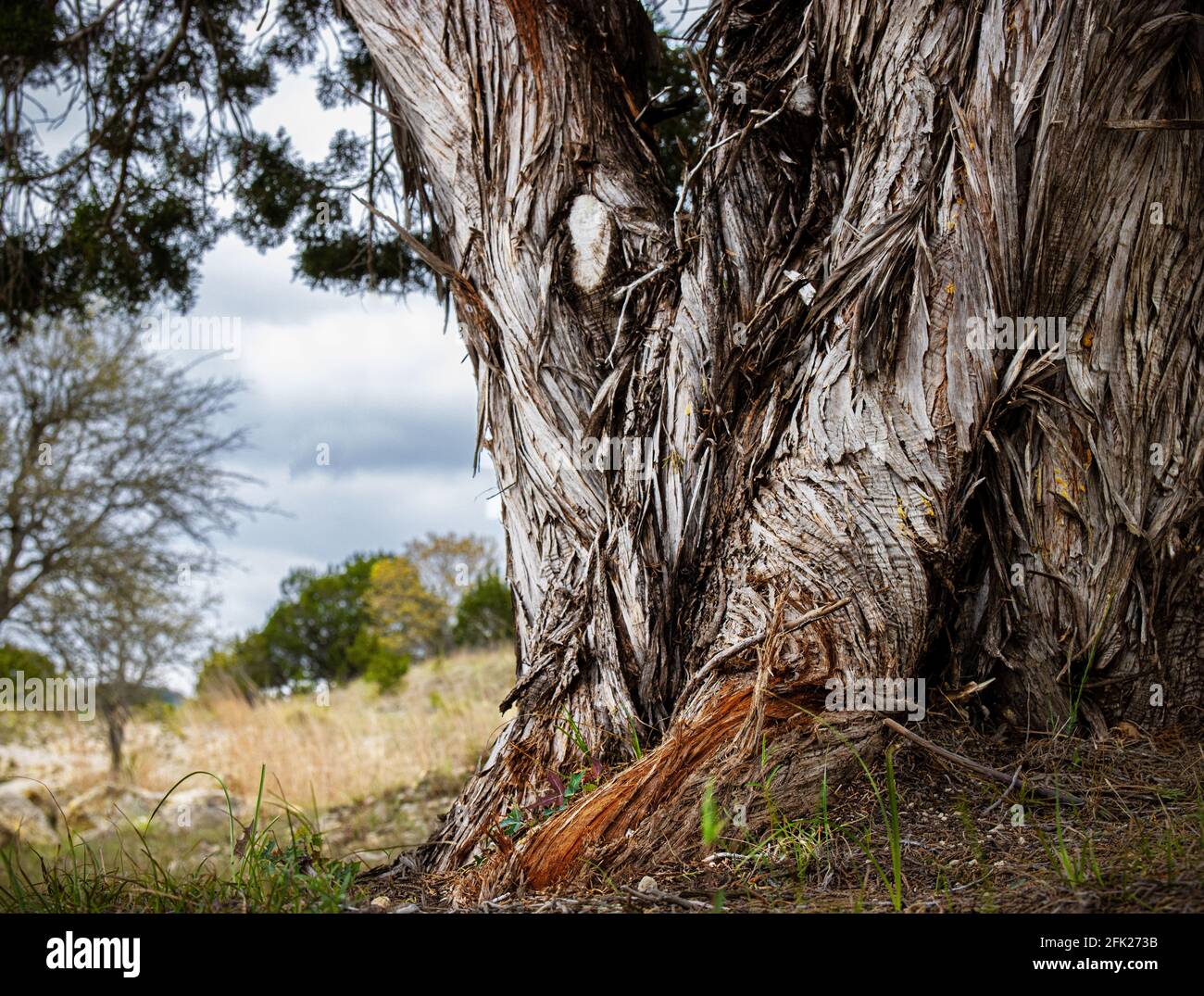 El tronco del árbol del cedro, Juniperus ashei, en el país de la colina de Texas, a las afueras de Bandera, Tejas en la primavera Foto de stock