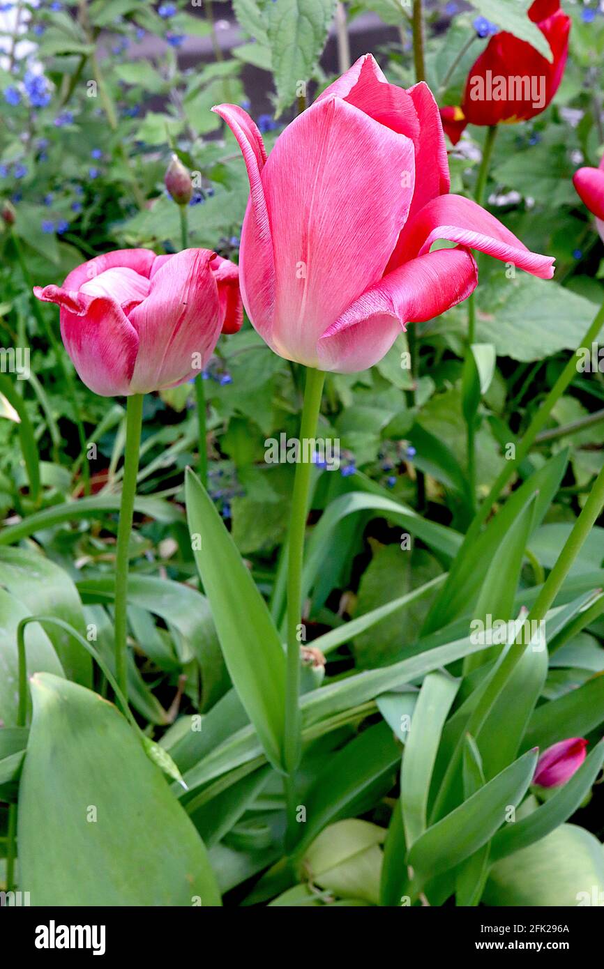 Tulipa 'Bandera Rosa' Tulipán Triumph 3 Tulipán Bandera Rosa – flores de color rosa pálido gastadas, márgenes de color rosa intenso, nervio central blanco, abril, Inglaterra, REINO UNIDO Foto de stock